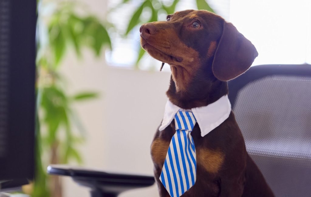 Funny Shot Of Pet Dachshund Dog Dress As Businessman At Desk In Office With Computer And Coffee